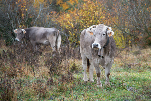 vaches